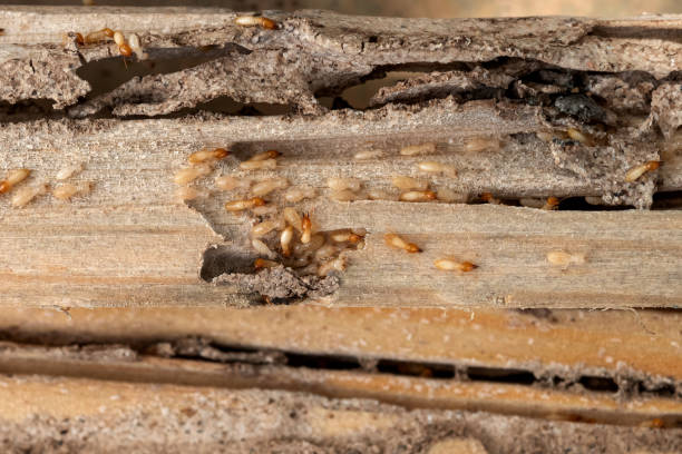 Best Bed Bug Extermination  in West Park, NJ