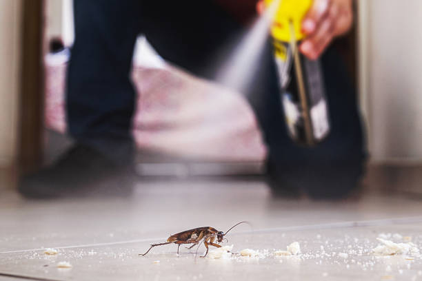 Best Spider Control Near Me  in West Park, NJ